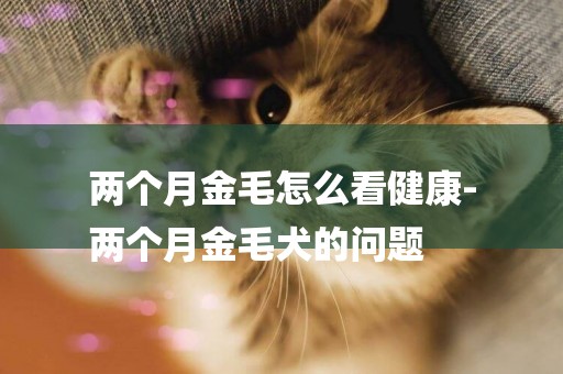 兩個月金毛怎么看健康-
兩個月金毛犬的問題