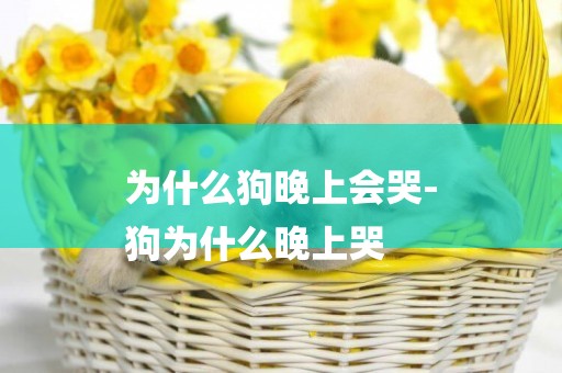 為什么狗晚上會哭-
狗為什么晚上哭