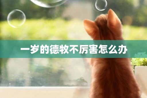 一歲的德牧不厲害怎么辦