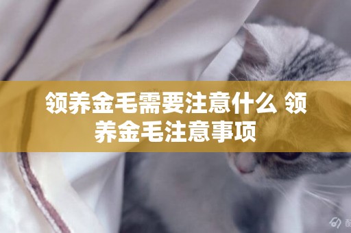 領養金毛需要注意什么 領養金毛注意事項