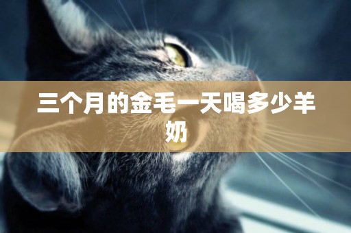 三個月的金毛一天喝多少羊奶