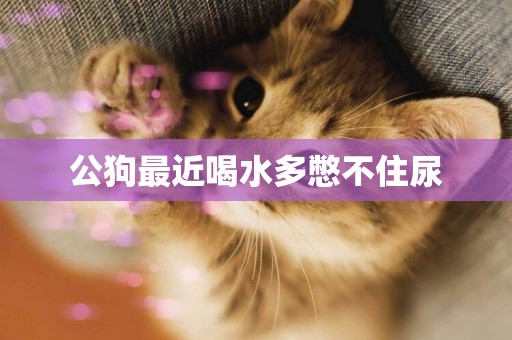 公狗最近喝水多憋不住尿