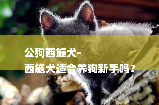 公狗西施犬-
西施犬適合養狗新手嗎？