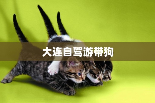 大連自駕游帶狗