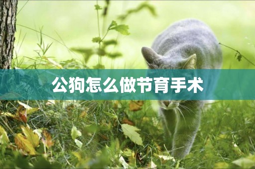 公狗怎么做節育手術