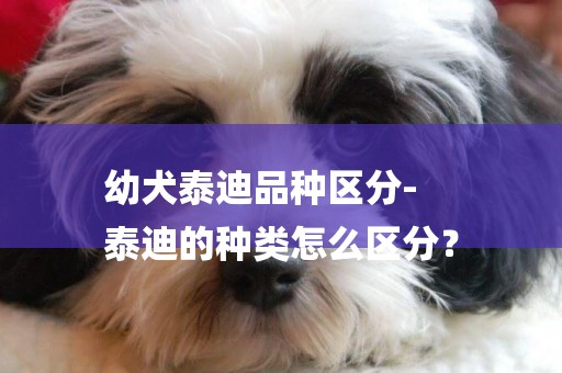 幼犬泰迪品種區分-
泰迪的種類怎么區分？