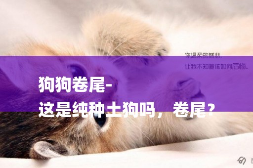 狗狗卷尾-
這是純種土狗嗎，卷尾？