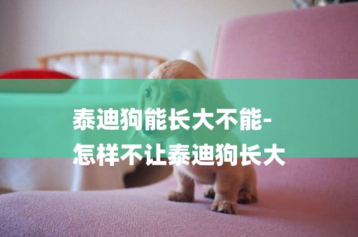 泰迪狗能長大不能-
怎樣不讓泰迪狗長大