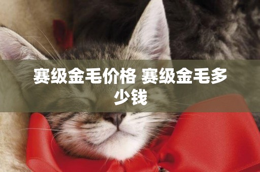 賽級金毛價格 賽級金毛多少錢