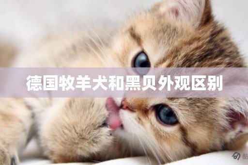 德國牧羊犬和黑貝外觀區別