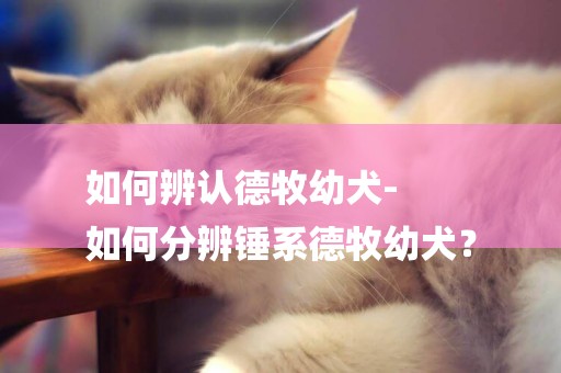 如何辨認德牧幼犬-
如何分辨錘系德牧幼犬？