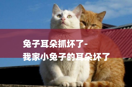 兔子耳朵抓壞了-
我家小兔子的耳朵壞了