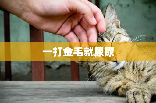 一打金毛就尿尿