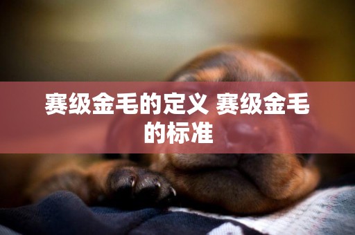 賽級金毛的定義 賽級金毛的標準