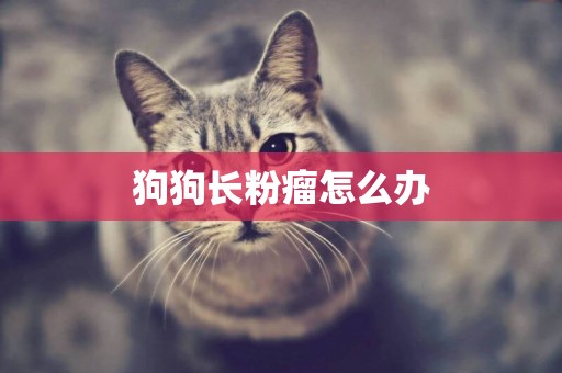 狗狗長粉瘤怎么辦