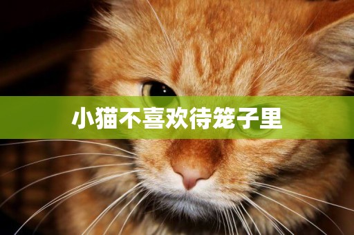 小貓不喜歡待籠子里