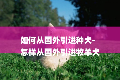 如何從國外引進種犬-
怎樣從國外引進牧羊犬