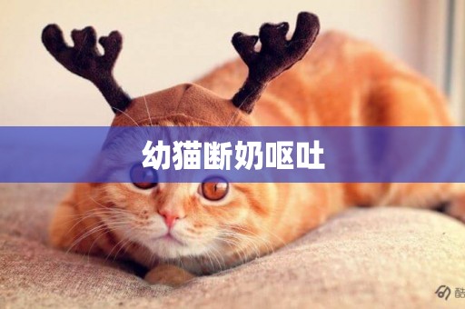 幼貓斷奶嘔吐