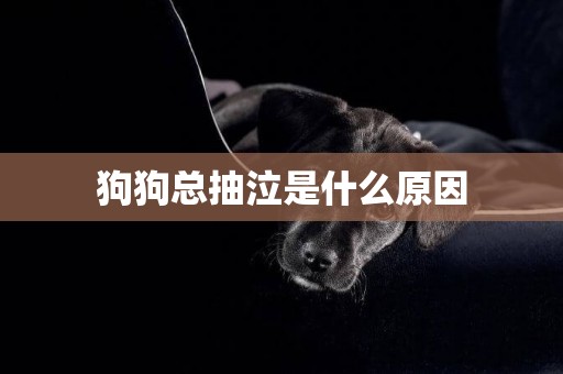 狗狗總抽泣是什么原因