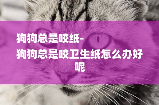 狗狗總是咬紙-
狗狗總是咬衛生紙怎么辦好呢