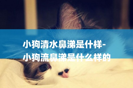 小狗清水鼻涕是什樣-
小狗流鼻涕是什么樣的