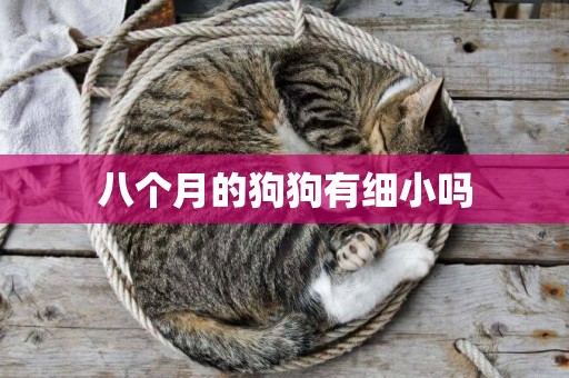 八個月的狗狗有細小嗎