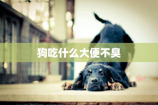 狗吃什么大便不臭