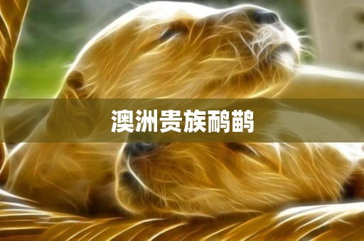 澳洲貴族鴯鹋
