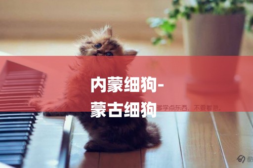內蒙細狗-
蒙古細狗