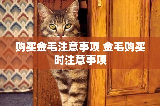 購買金毛注意事項 金毛購買時注意事項