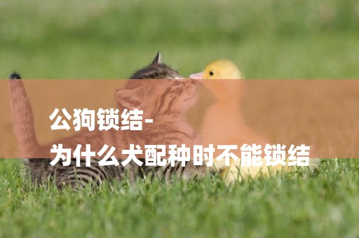 公狗鎖結-
為什么犬配種時不能鎖結