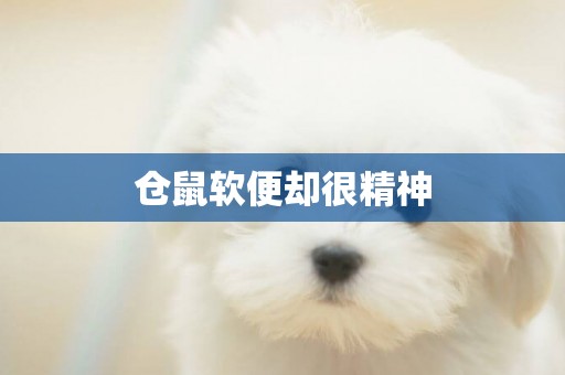 倉鼠軟便卻很精神