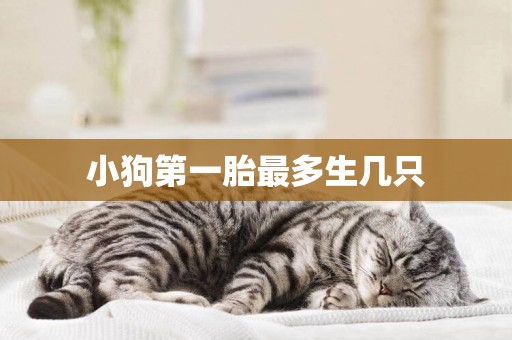 小狗第一胎最多生幾只