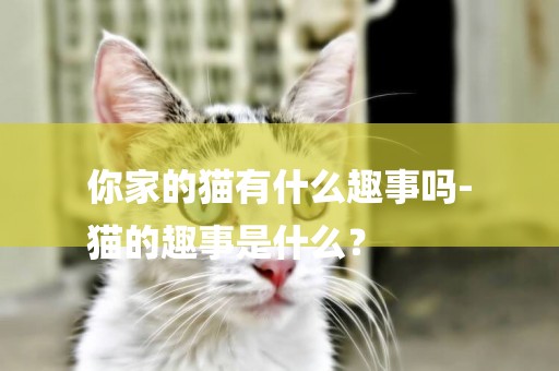 你家的貓有什么趣事嗎-
貓的趣事是什么？