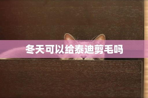 冬天可以給泰迪剪毛嗎