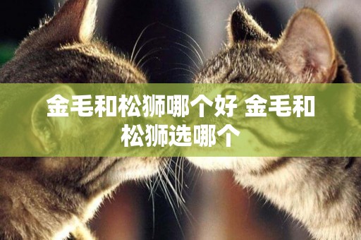 金毛和松獅哪個好 金毛和松獅選哪個