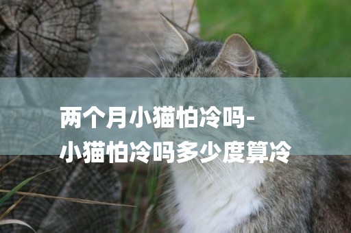 兩個月小貓怕冷嗎-
小貓怕冷嗎多少度算冷