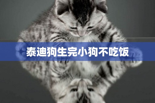泰迪狗生完小狗不吃飯