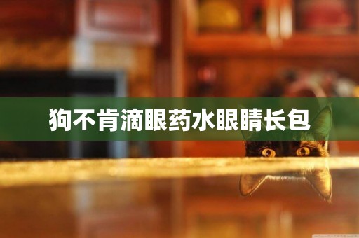 狗不肯滴眼藥水眼睛長包