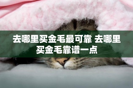 去哪里買金毛最可靠 去哪里買金毛靠譜一點
