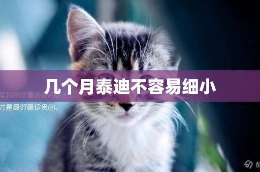 幾個月泰迪不容易細小