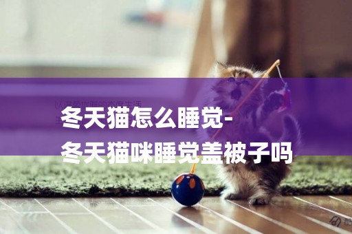 冬天貓怎么睡覺-
冬天貓咪睡覺蓋被子嗎