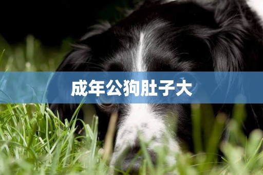 成年公狗肚子大
