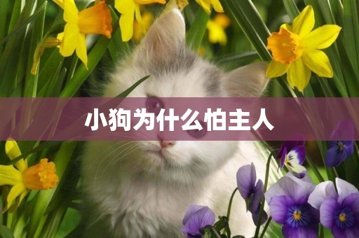 小狗為什么怕主人