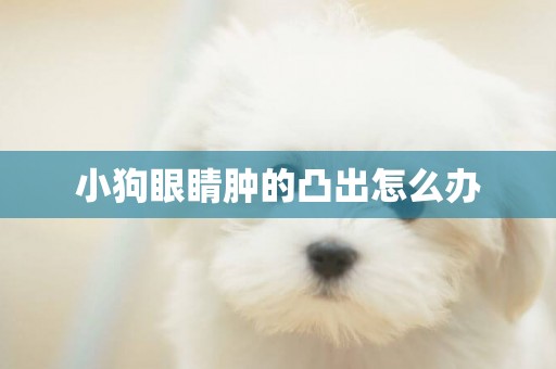 小狗眼睛腫的凸出怎么辦