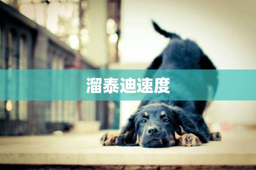溜泰迪速度