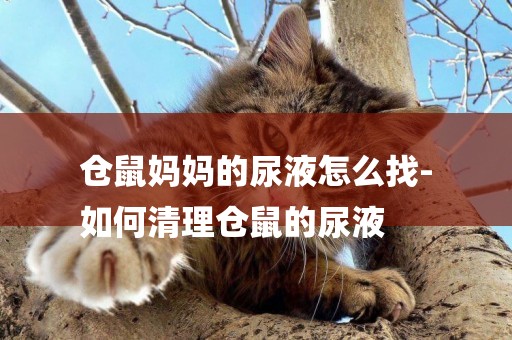 倉鼠媽媽的尿液怎么找-
如何清理倉鼠的尿液