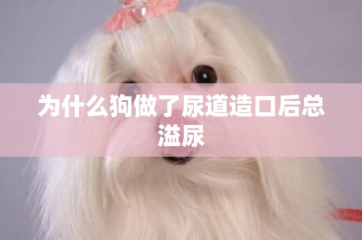 為什么狗做了尿道造口后總溢尿
