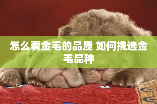 怎么看金毛的品質 如何挑選金毛品種