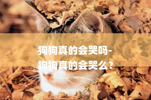 狗狗真的會哭嗎-
狗狗真的會哭么？